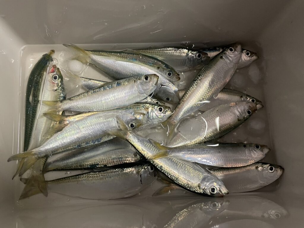 釣れたママカリ
