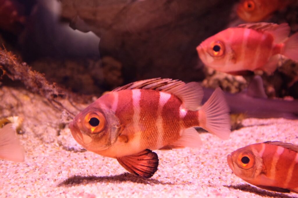 赤い魚の展示