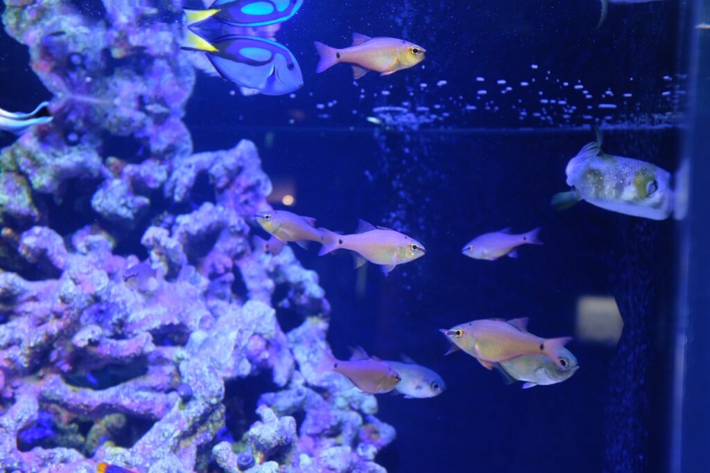 青系の照明を使った魚の展示