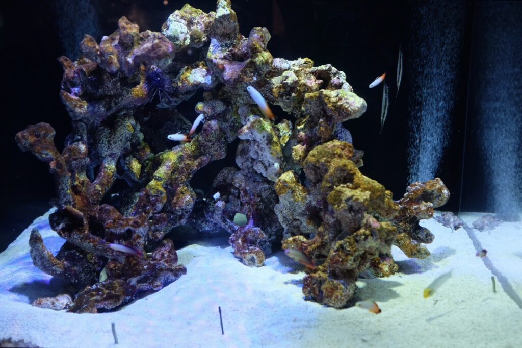空間演出にこだわりを持つ四国水族館の展示写真