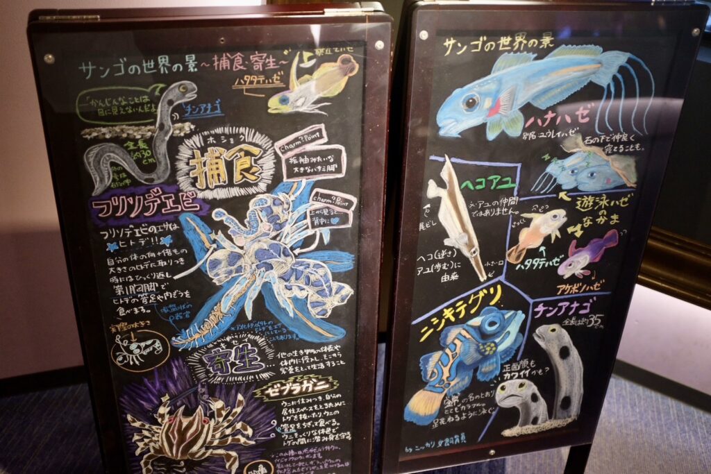 四国水族館にある、チョークアートを使った魚の説明展示
