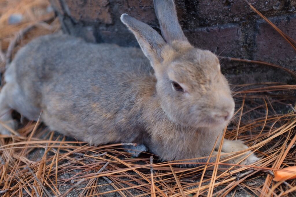 かわいいうさぎの画像(大久野島にて撮影)