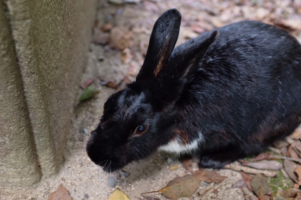 かわいい黒色のうさぎ(大久野島にて撮影)