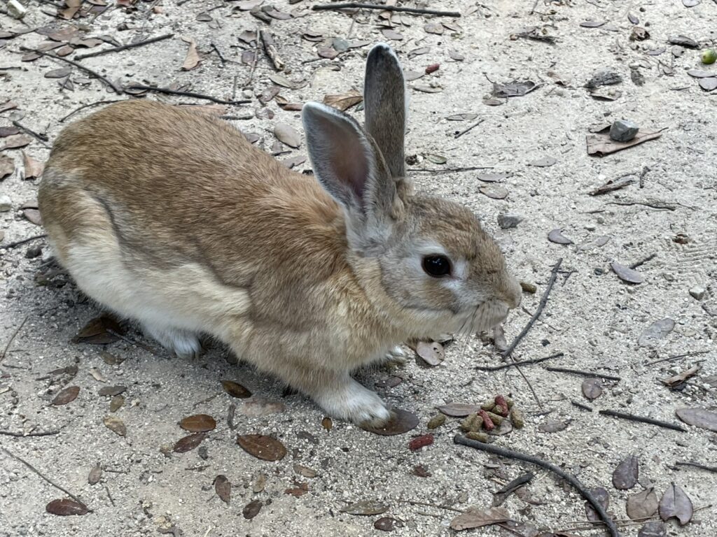 かわいい大久野島のうさぎの写真