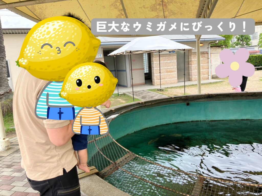 巨大なウミガメに驚くレモ男とレモ太の写真
