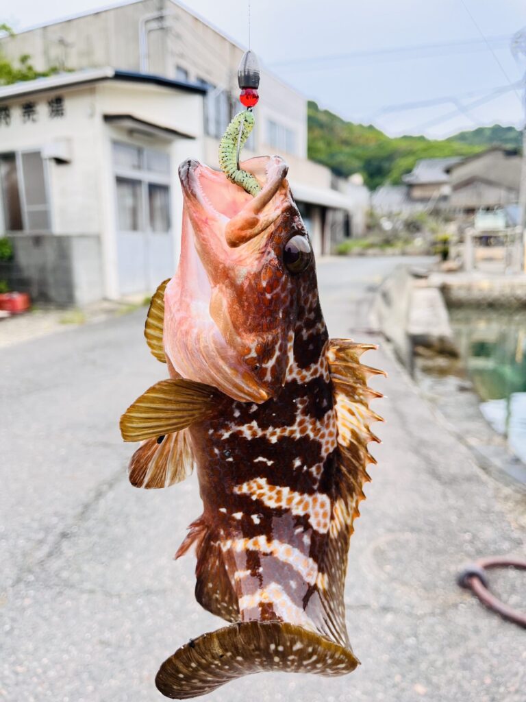 アコウ(走島で釣れた魚)