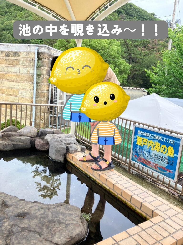 渋川マリン水族館で、ふれ合いプールの池の中を覗き込むレモ男とレモ太の写真