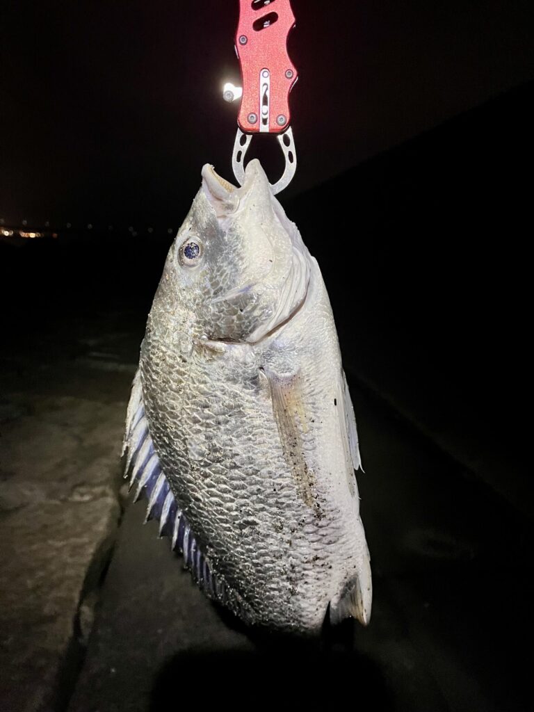6/23に釣れたチヌの画像