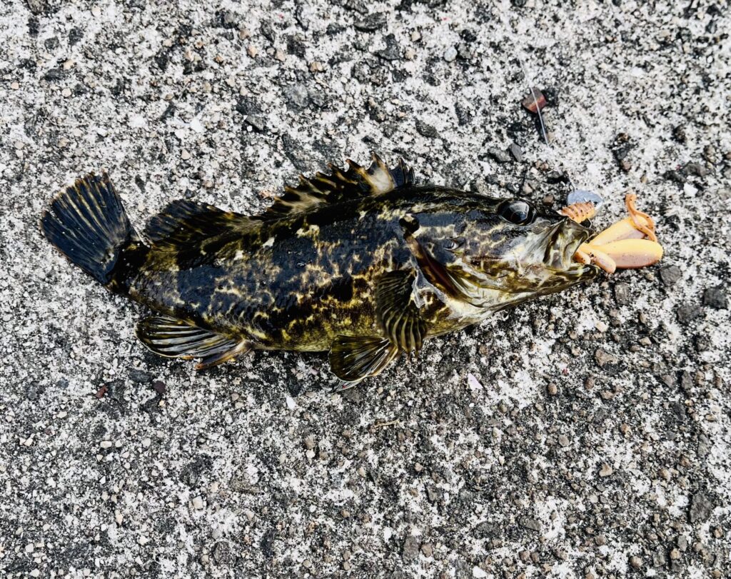 ムラソイ(走島での釣果)
