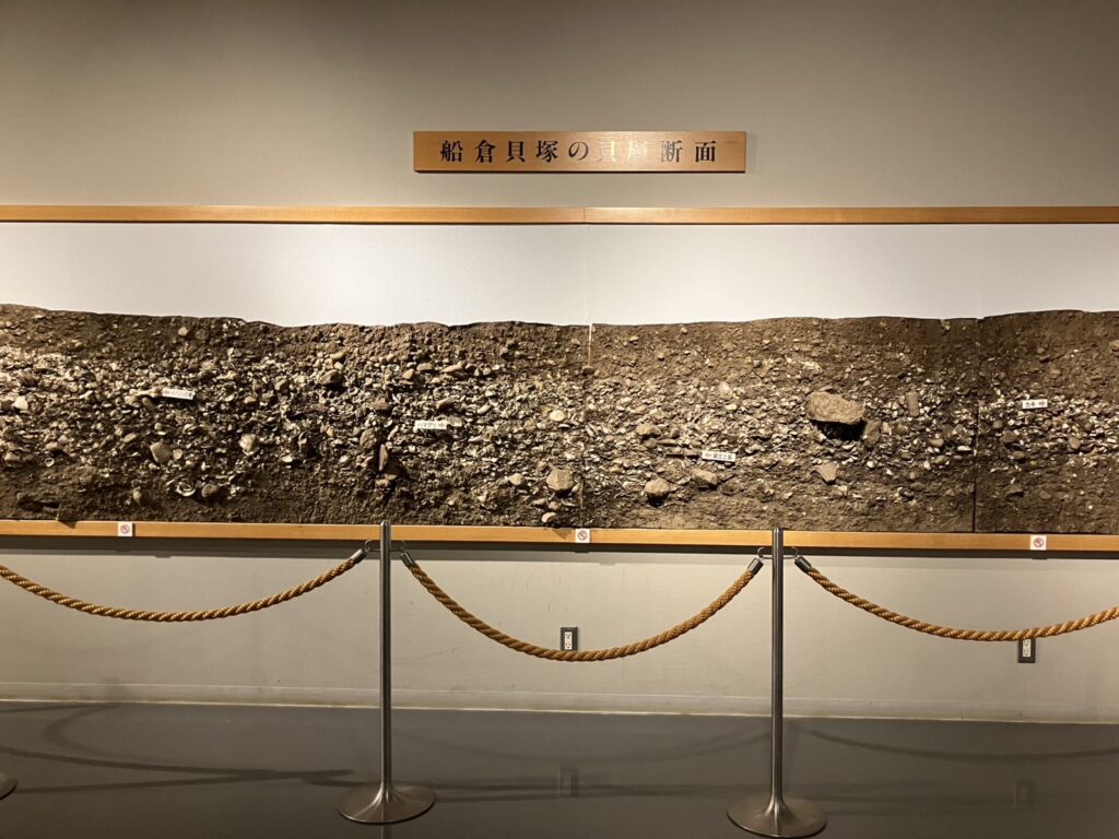 貝塚の断面写真