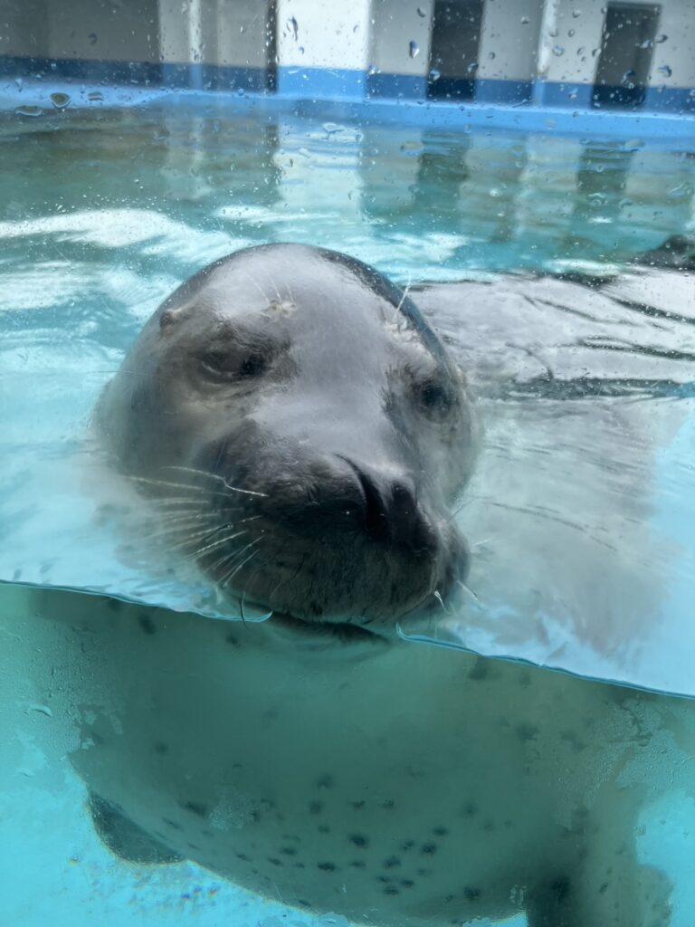 こんなに接近して写真が撮れますよ♪