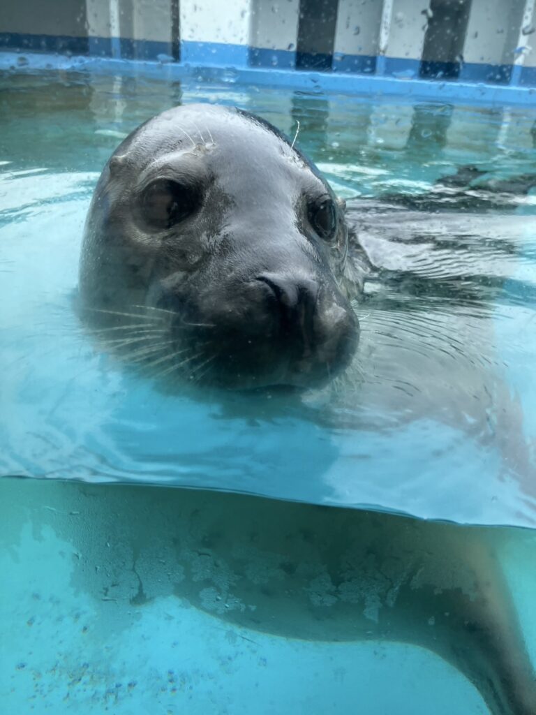 水面から可愛いお顔も出してくれます