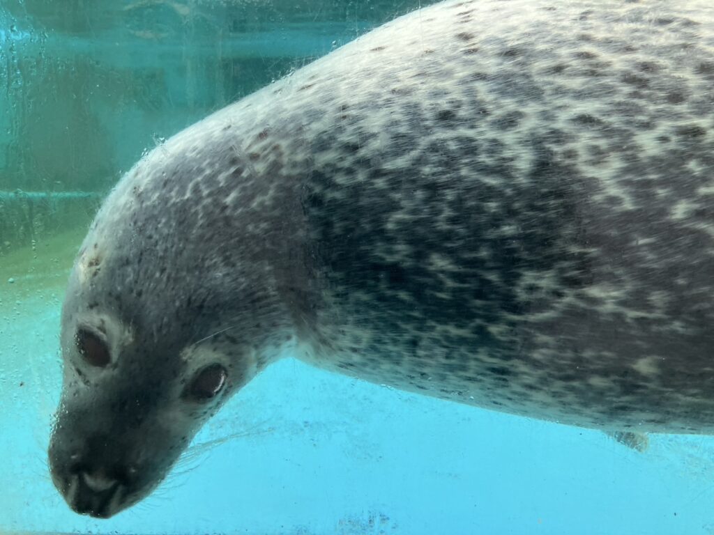 思わず連写してしまうほどかわいい、渋川マリン水族館のゴマフアザラシ