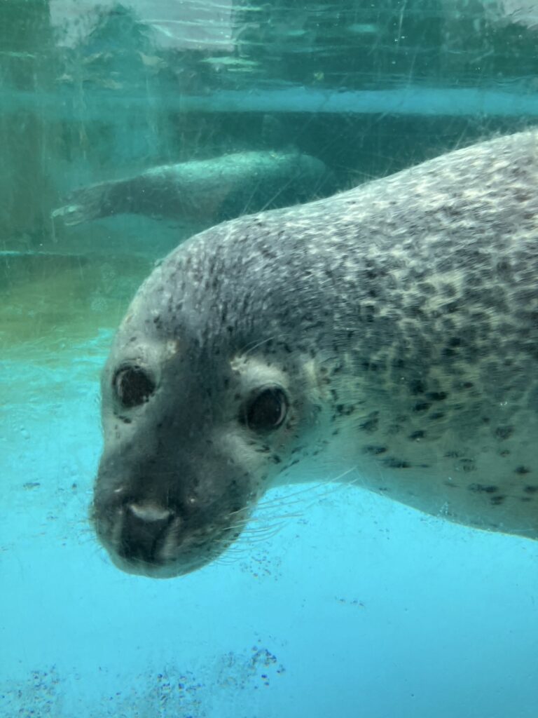 キョトン顔が愛らしい、ゴマフアザラシの写真