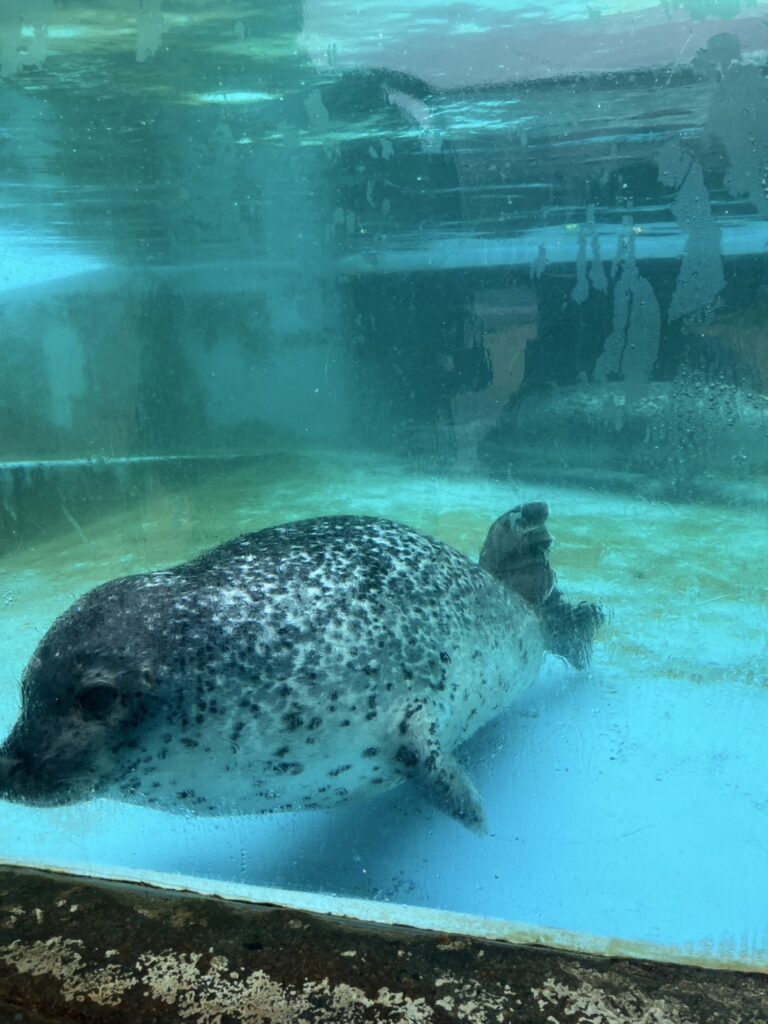 こちらに泳いできてくれます