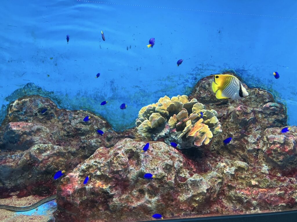 色鮮やかな、南国の魚たちも
