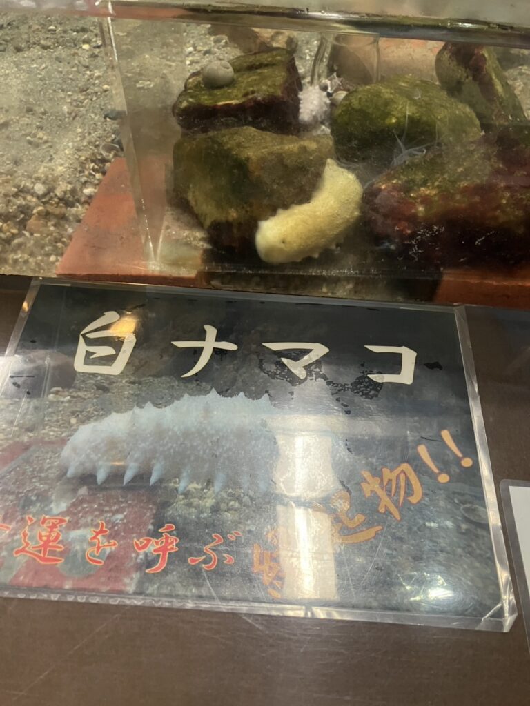 幸運を呼ぶ?!白ナマコの展示