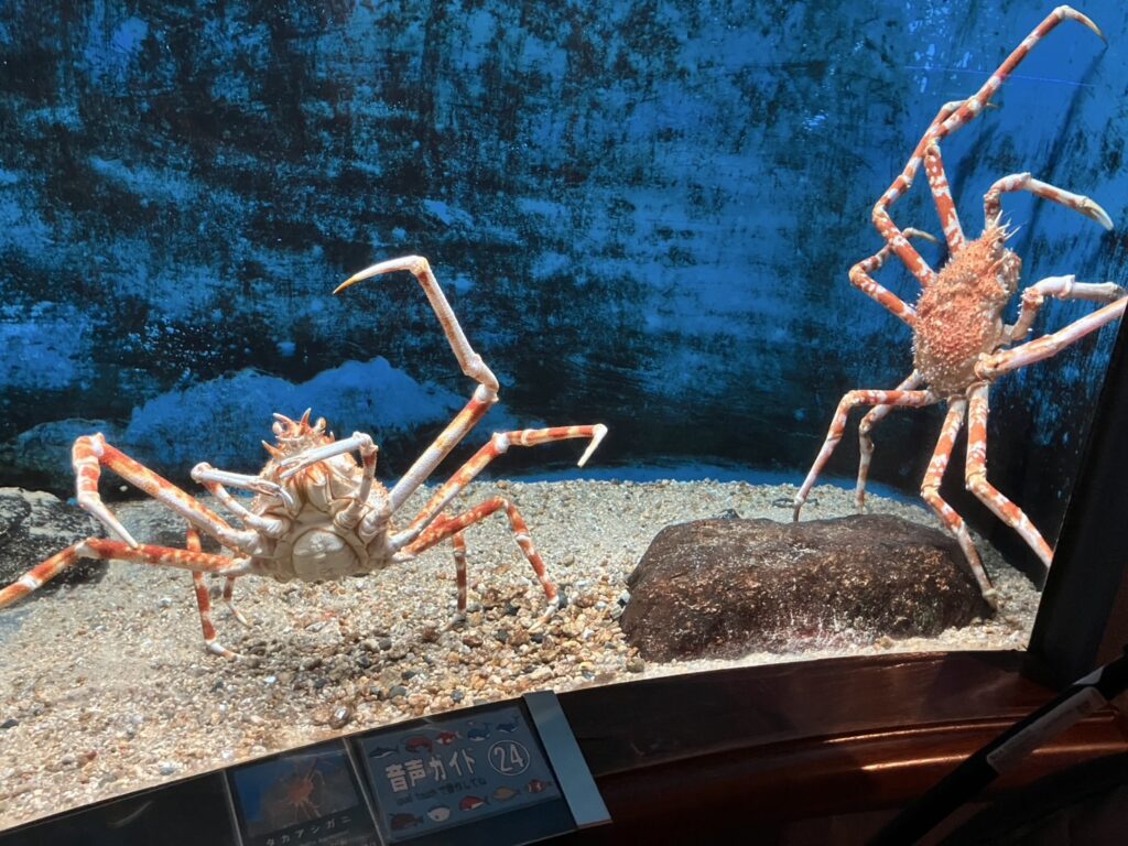 大きなカニさんが特徴的な水槽(渋川マリン水族館)