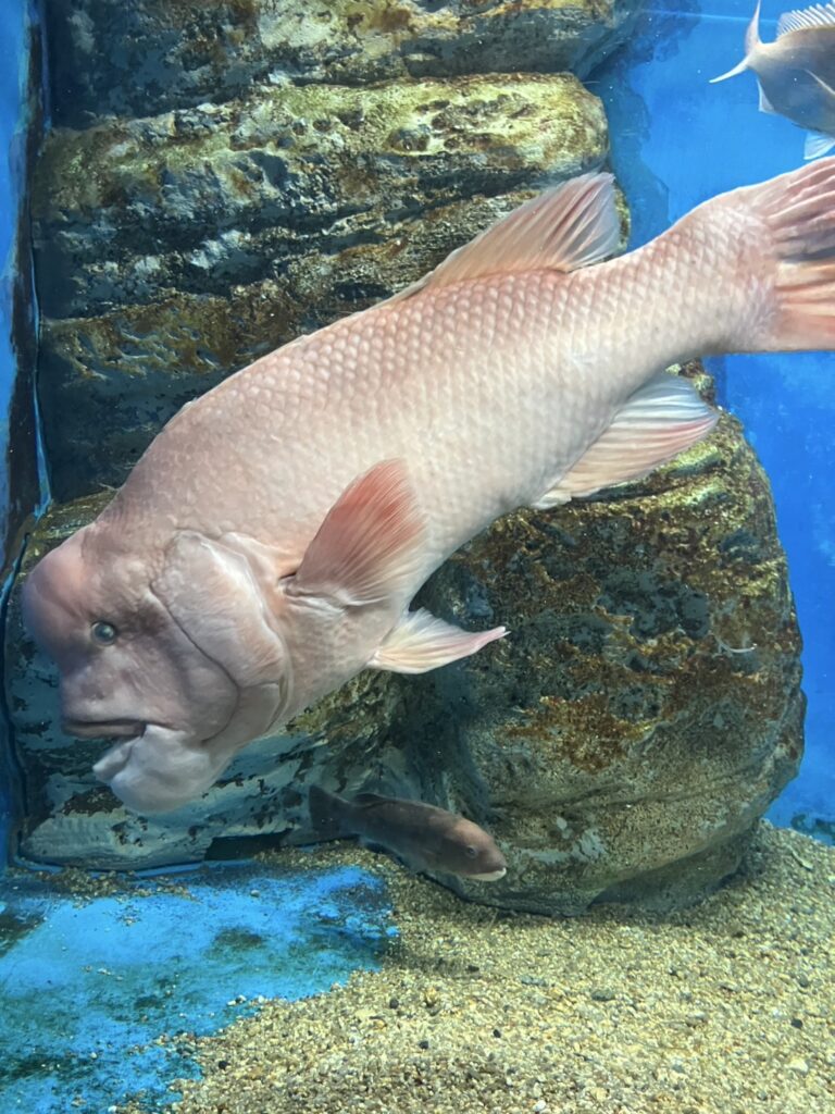 迫力満点!お魚の水槽