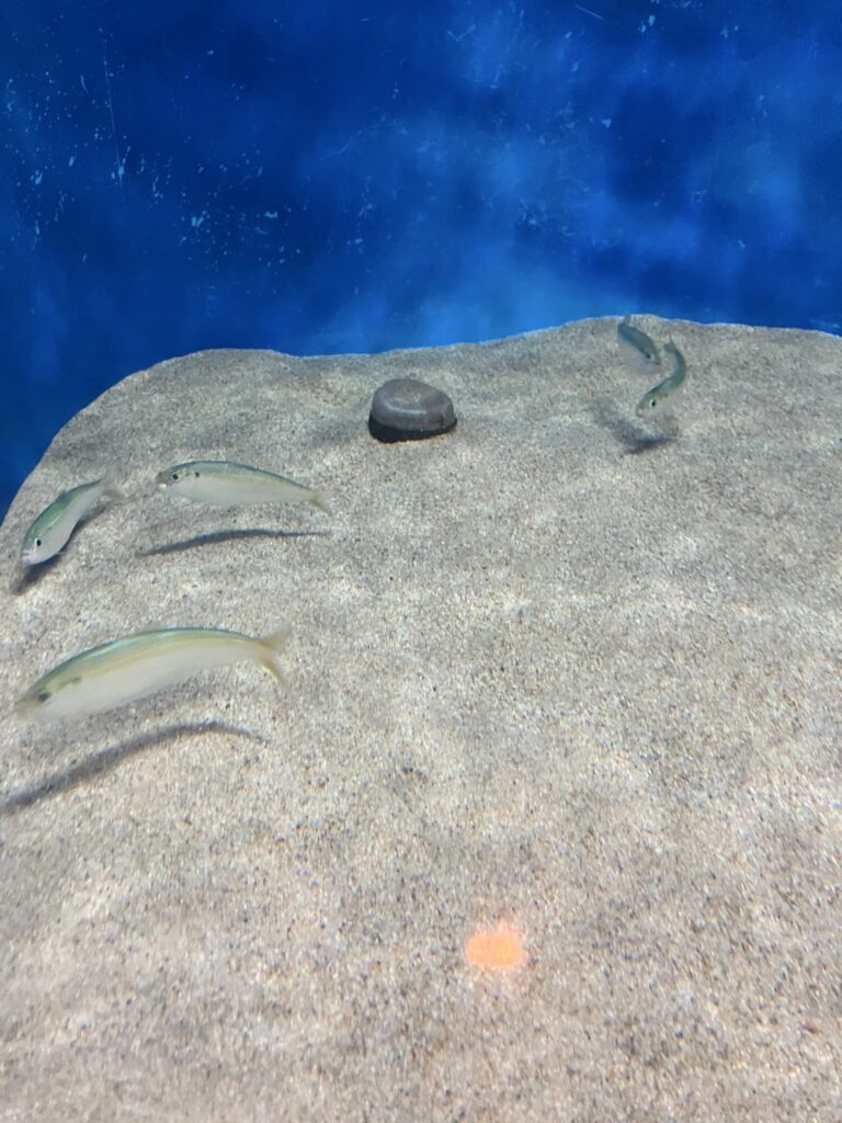 ママカリの展示 その2