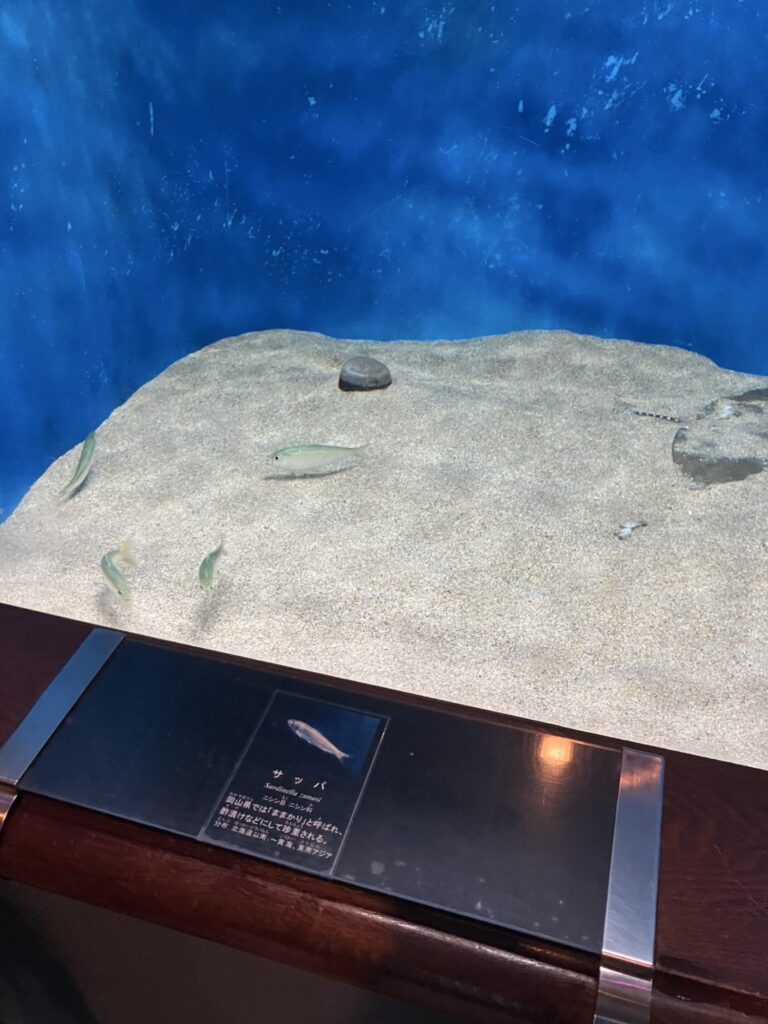 ママカリの展示