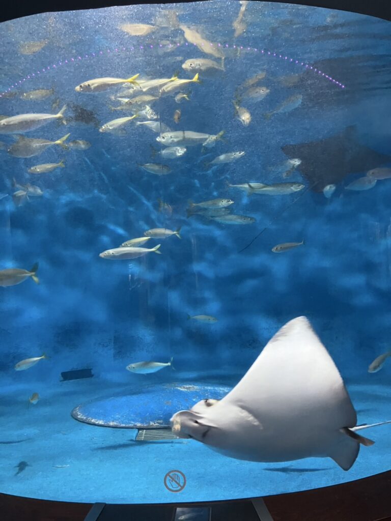 渋川マリン水族館の館内の水槽の様子