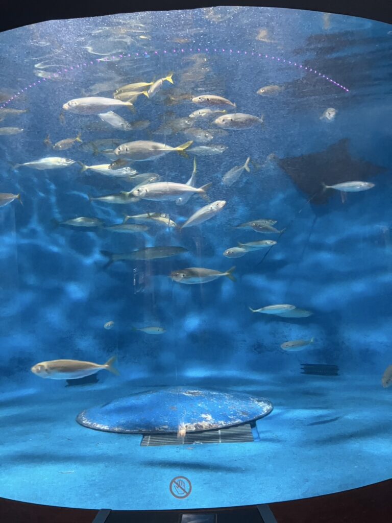 水槽の中を自由に泳ぐ魚たち