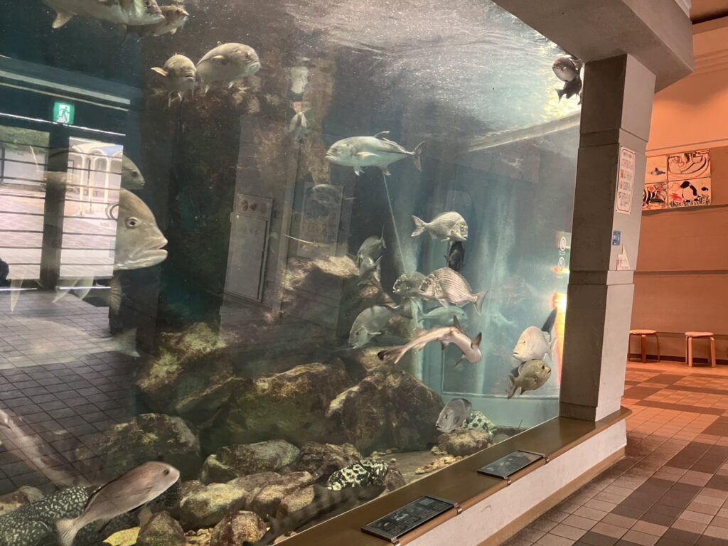 入口入ってすぐの所にある水槽