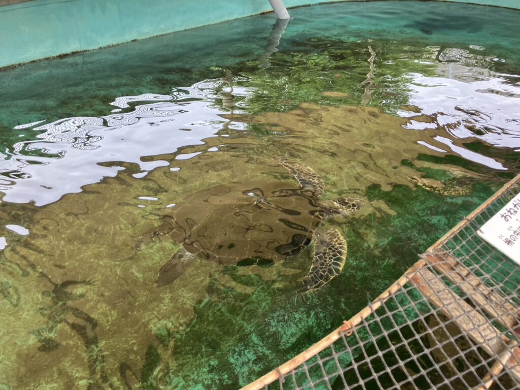 ゆうゆうと泳ぐ、ウミガメの写真