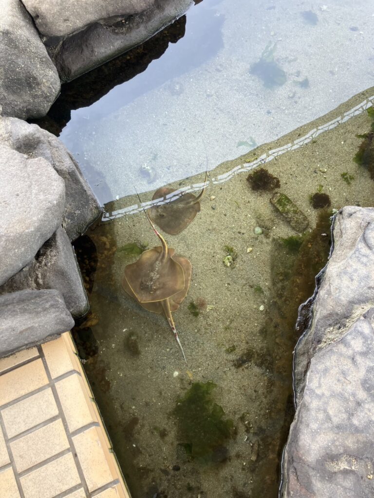 ふれあいプールの池の中の写真