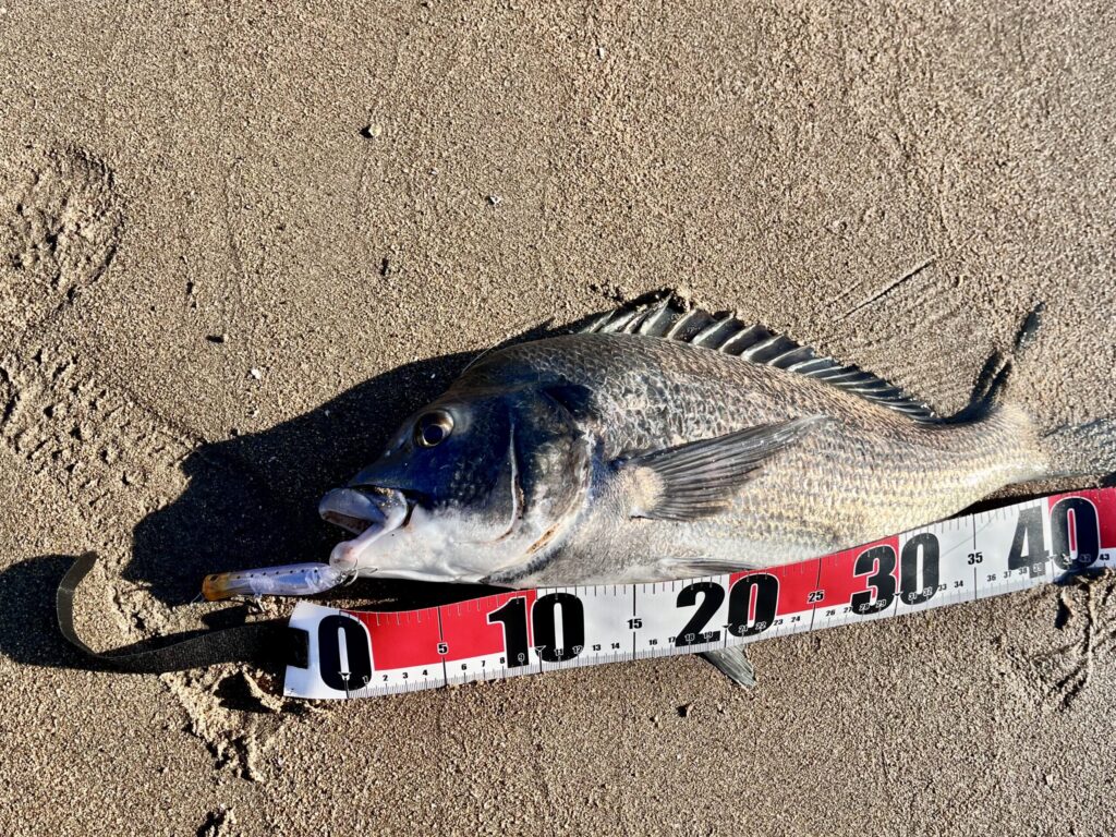 3匹目に釣れた魚