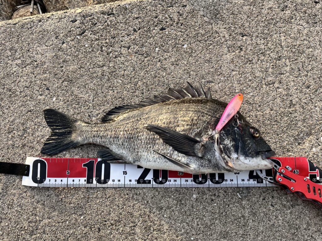 目が少し変な形になっている、釣りあげたチヌの画像