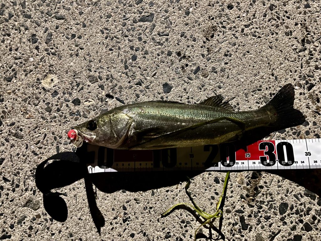 この日釣れたシーバス1匹