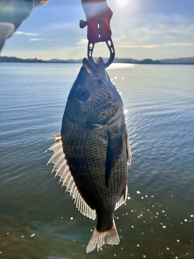 9月に釣りあげた魚の写真