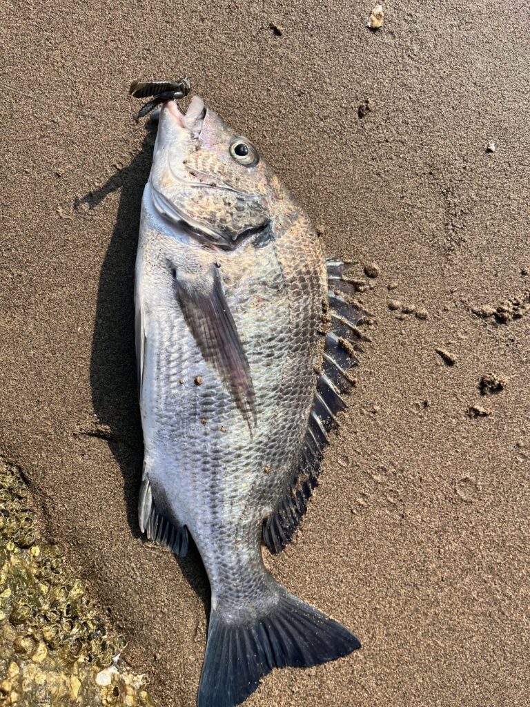 7/1に釣れたチヌの画像。その2