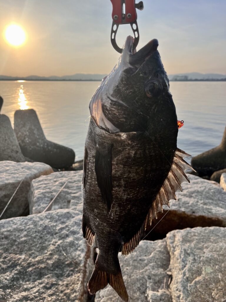 7月7日に釣れたチヌ