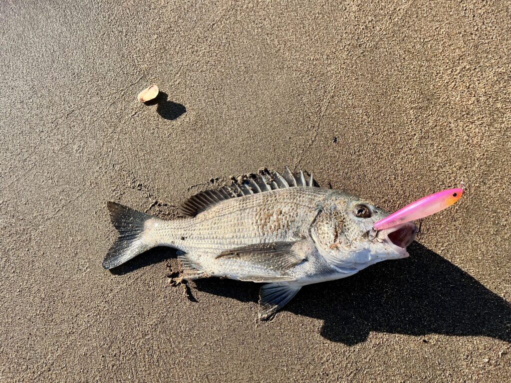 この日釣れた魚　一匹目