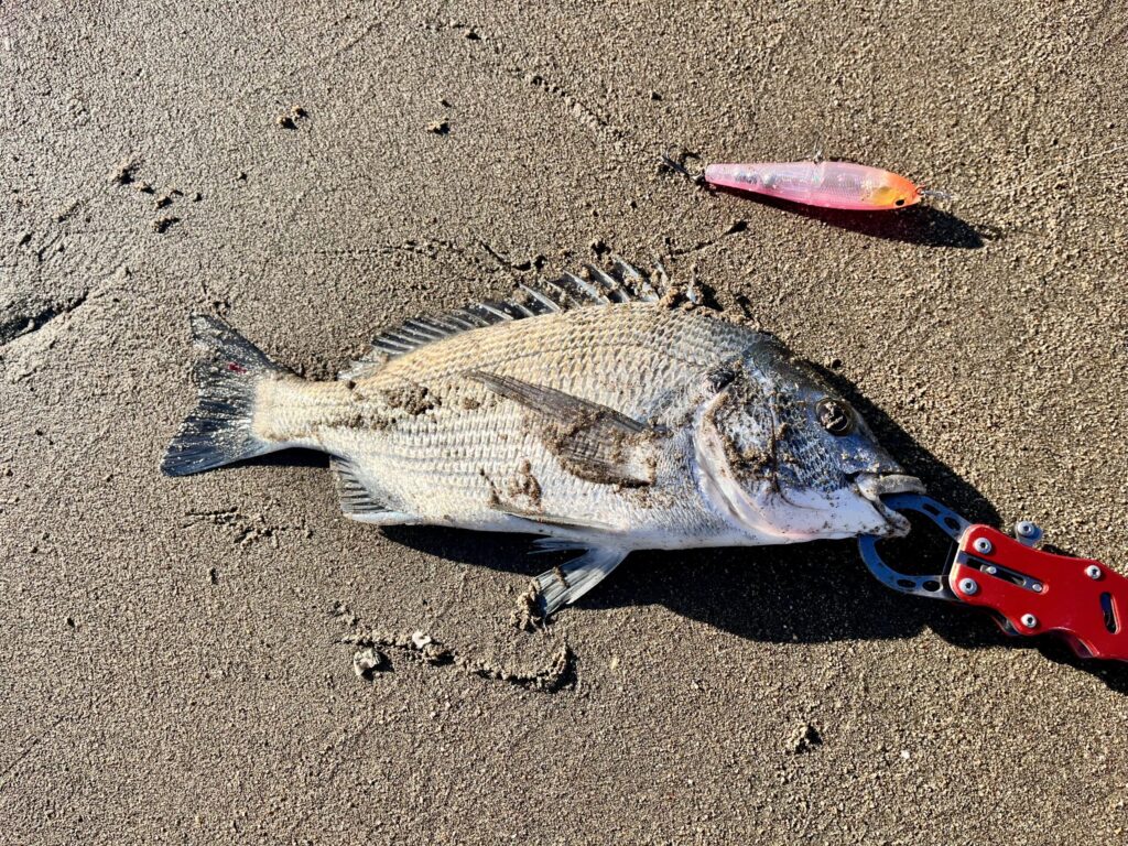 2匹目に釣れた魚