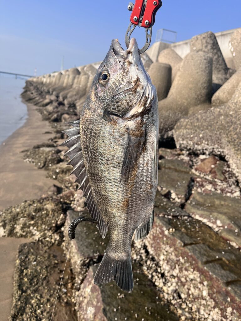 7/1に釣れたチヌの画像。その１