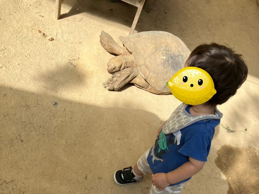 亀さんは、渋川動物園の園内をのんびりお散歩しています。