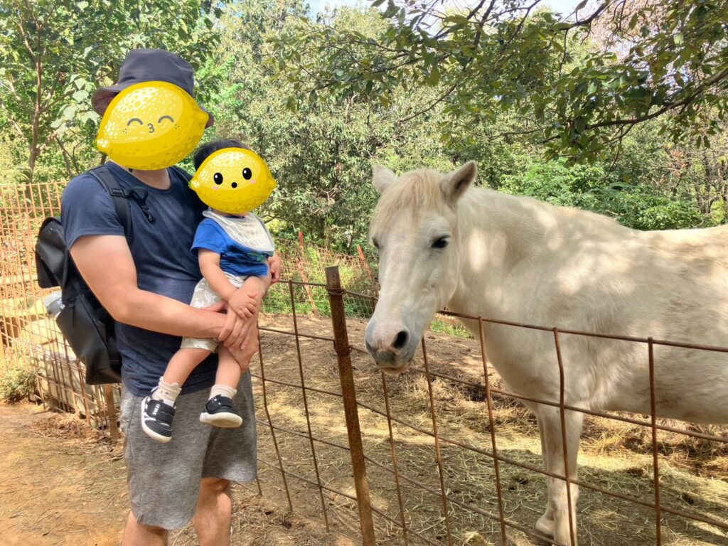 渋川動物公園では、ポニーの乗馬体験もできます。