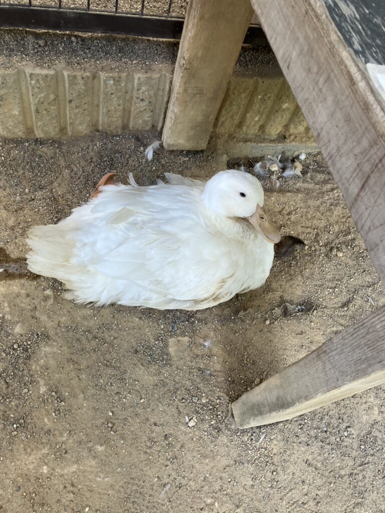 あひるさんも、ベンチの下でのんびりお休みしています。