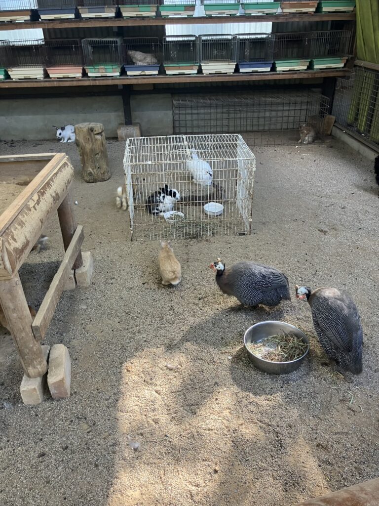 うさぎ小屋には、たくさんのうさぎたちの姿が。