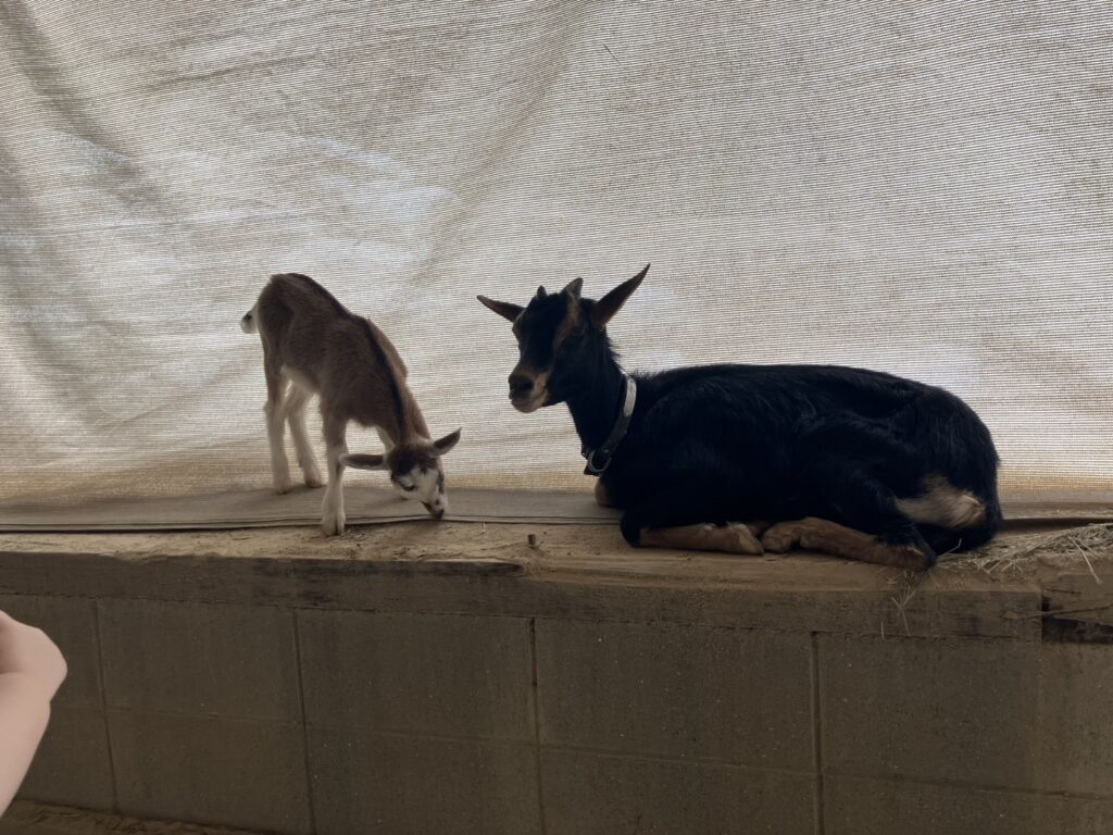 子ヤギが生まれていました！