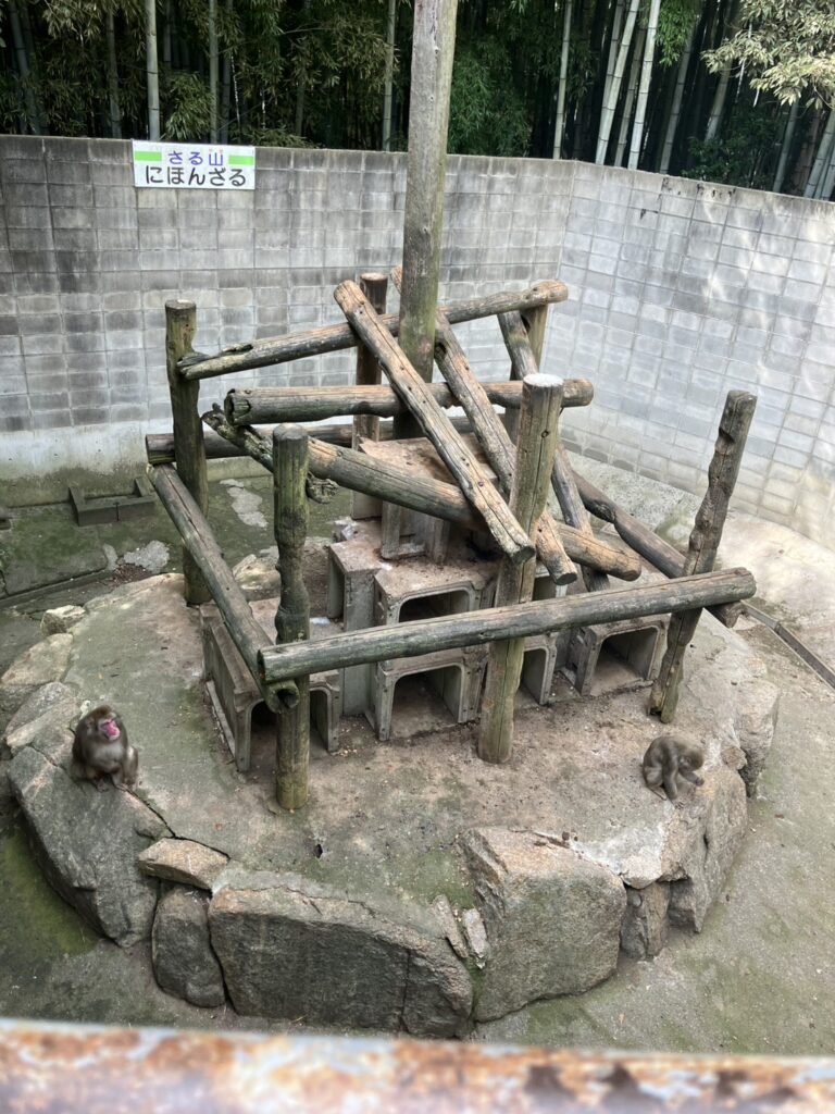 渋川動物公園、にほんざるのお家