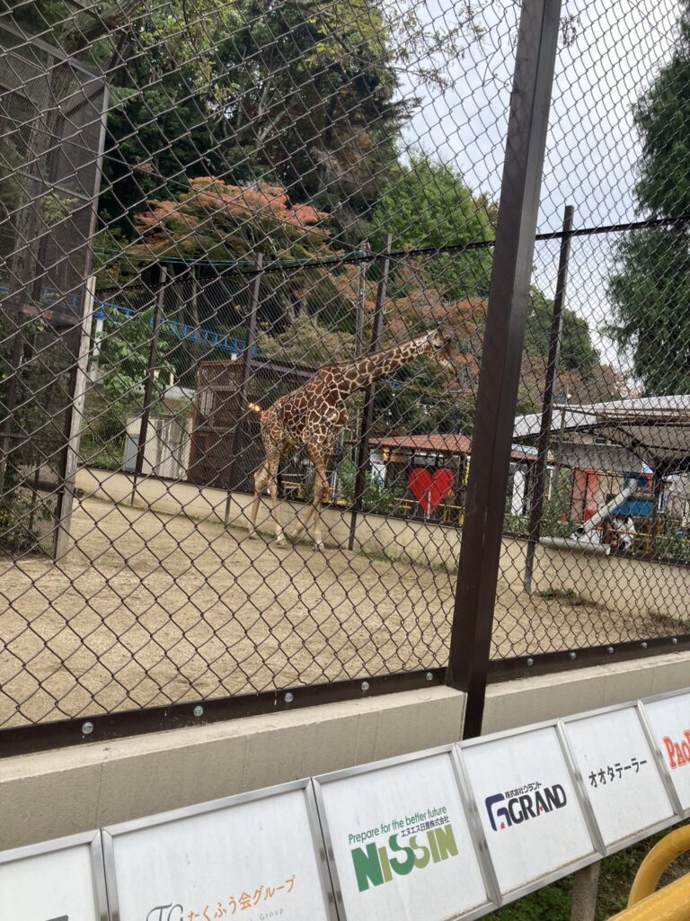 アミメキリンがゆっくりと歩いている様子。