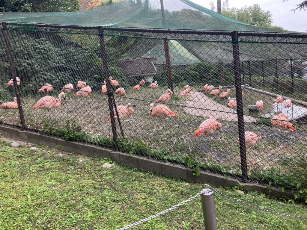 色が鮮やかですてきだったフラミンゴの群れ。