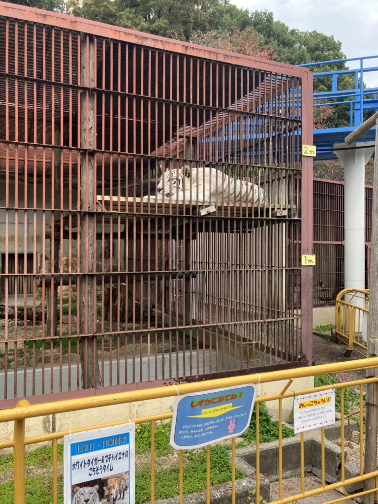 池田動物園で一番の人気?!ホワイトタイガー。