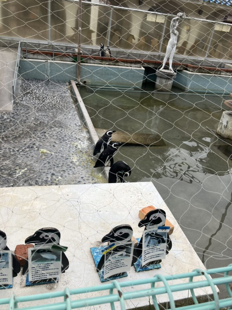 池田動物園で、ペンギンが歩いている写真。