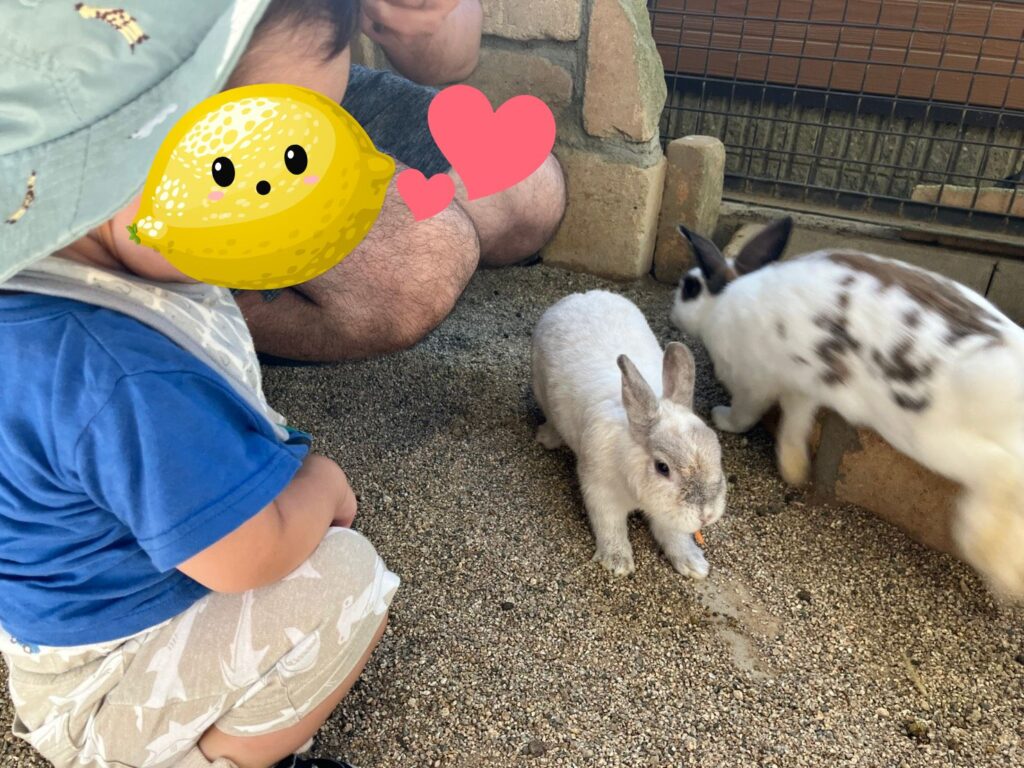 かわいいうさぎの写真。にんじんをあげました。